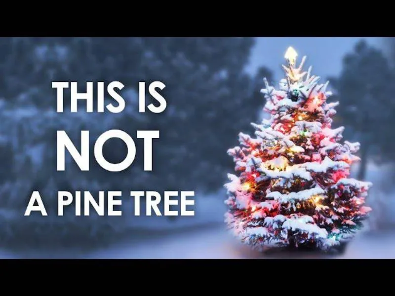 An image of a Christmas tree with decorations and lights, with the text "This is NOT a pine tree" next to it.