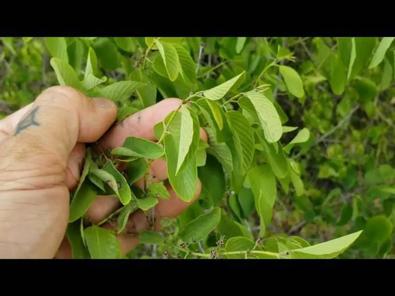 Image from "Trees of South Texas." A person is holding and examining the branch and foliage of a tree.