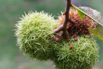 "Fruits of the American chestnut (Castanea dentata)" by Let's Botanize.
