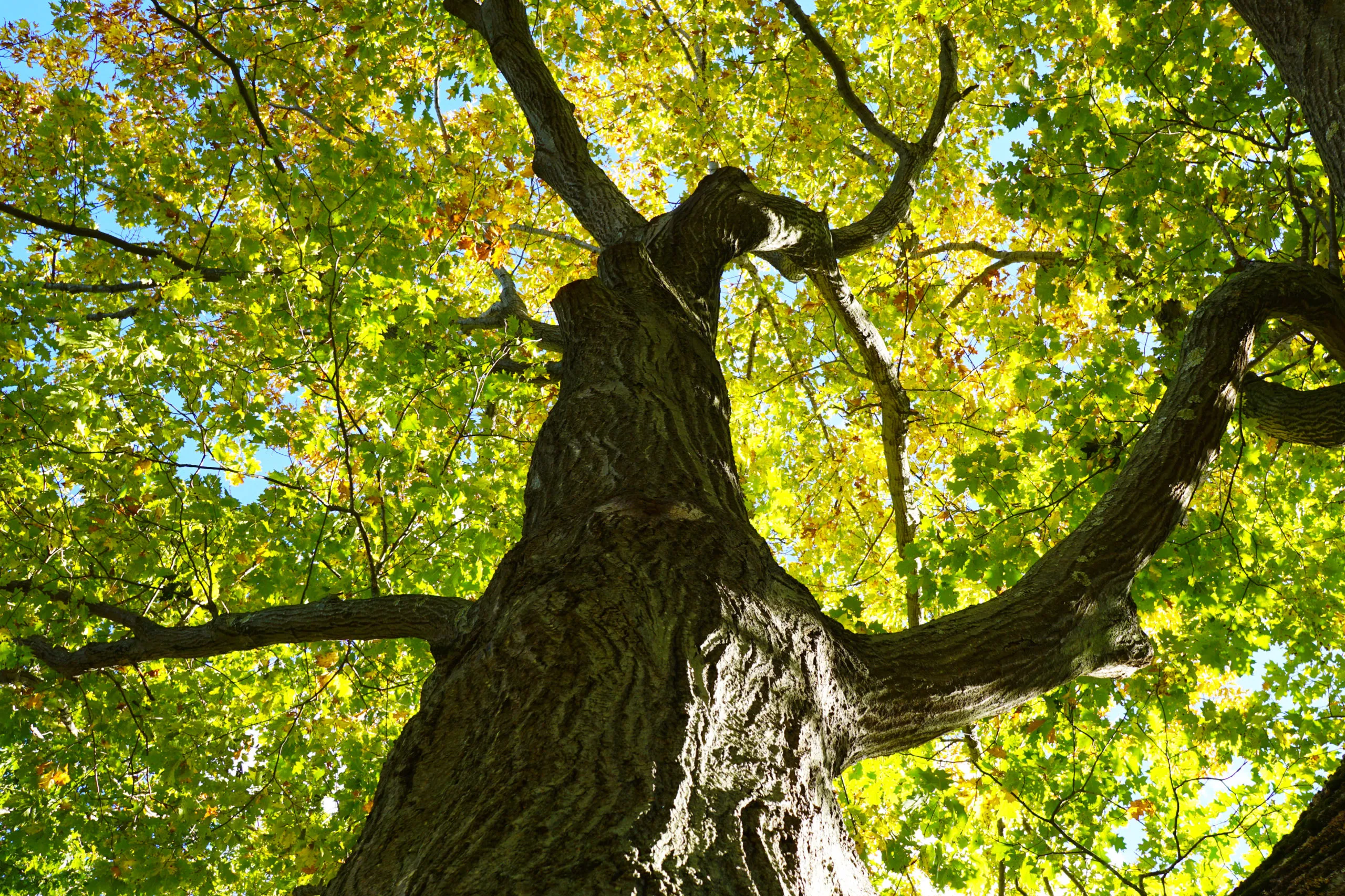 An image of a large oak tree, looking up the trunk from the base of the tree. "Quercus rubra (Red Oak)" by Let's Botanize.