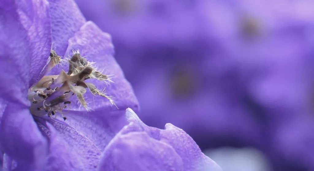 Close-up photo of the stamen and pistil of a purple flower.