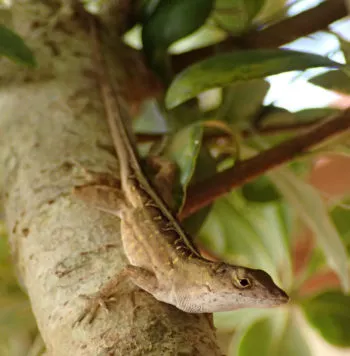A female anole lizard clings to the branch of a tree.