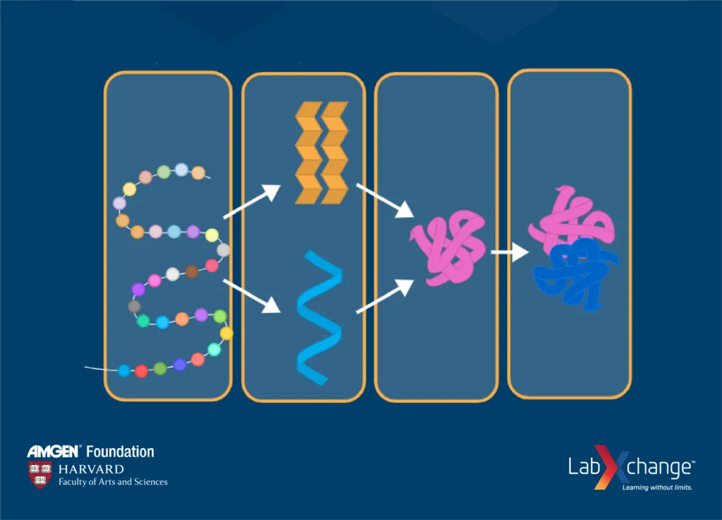 A diagram of the 4 types of protein structure|A man presenting about the design of new protein functions|A man presenting about protein design|A graphic depicting protein folding|A photograph of Rachelle Gaudet|A diagram of the 4 types of protein structure