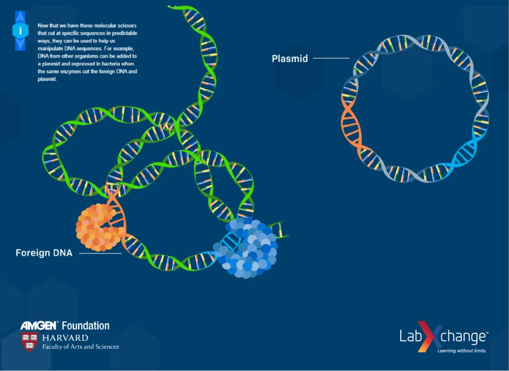 A screenshot of a LabXchange interactive motion graphic, indicating alternate text and descriptive labels such as "Foreign DNA" and "Plasmid."|