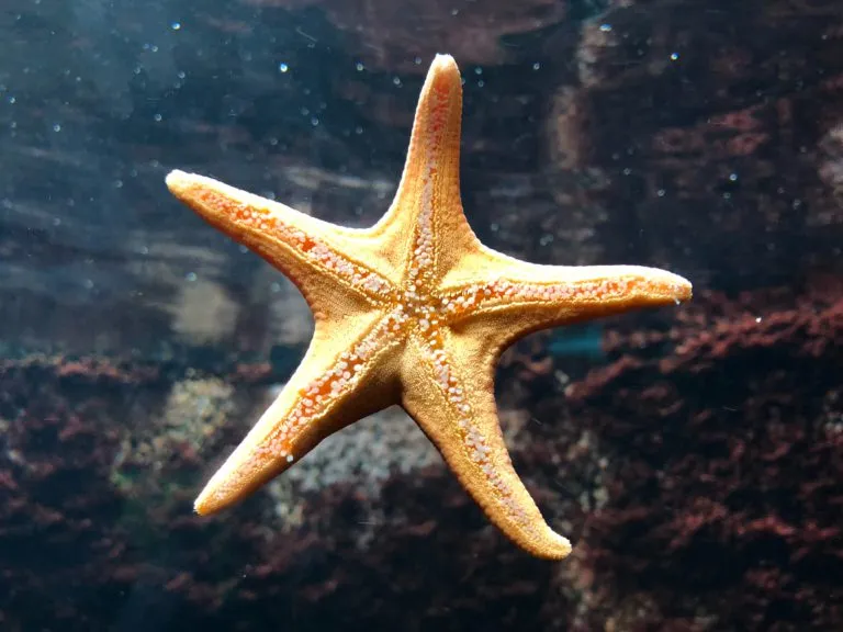 Photo of the underside of a starfish suctioning onto glass at an aquarium.