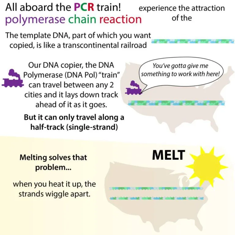 An excerpt from the infographic "All Aboard the PCR Train," which depicts template DNA as a transcontinental railroad across the United States. The text says "All aboard the PCR train! [polymerase chain reaction]. The template DNA, part of which you want copied, is like a transcontinental railroad. Our DNA copier, the DNA Polymerase (DNA Pol) 'train' can travel between any two cities and it lays down track ahead of it as it goes. But it can only travel along a half-track (single-strand). Melting solves that problem... when you heat it up, the strands wiggle apart."