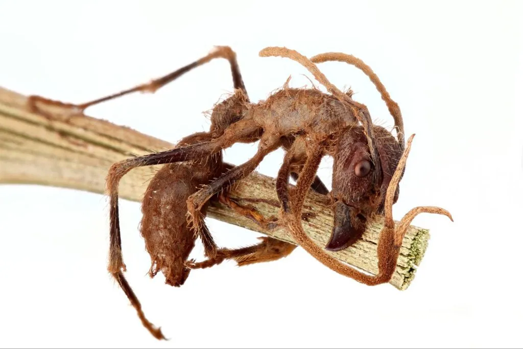 A dead ant with the fruiting body of a Cordyceps fungus growing out of it.