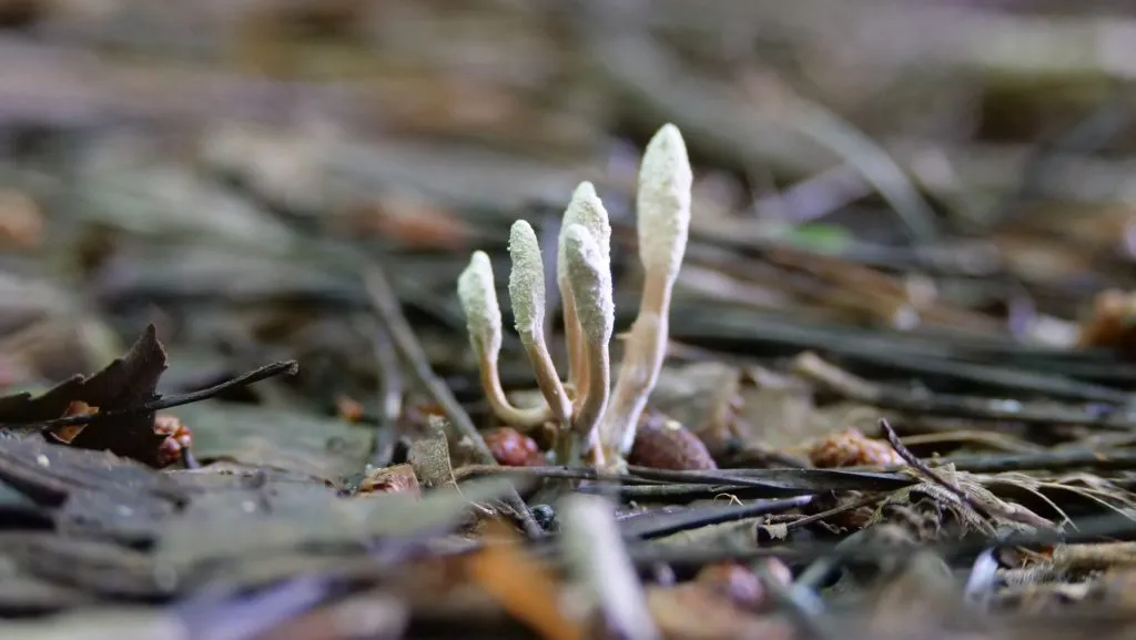 A picture of the off-white colored fruiting body of a Cordyceps fungus growing up from a forest floor covered in sticks and leaves.