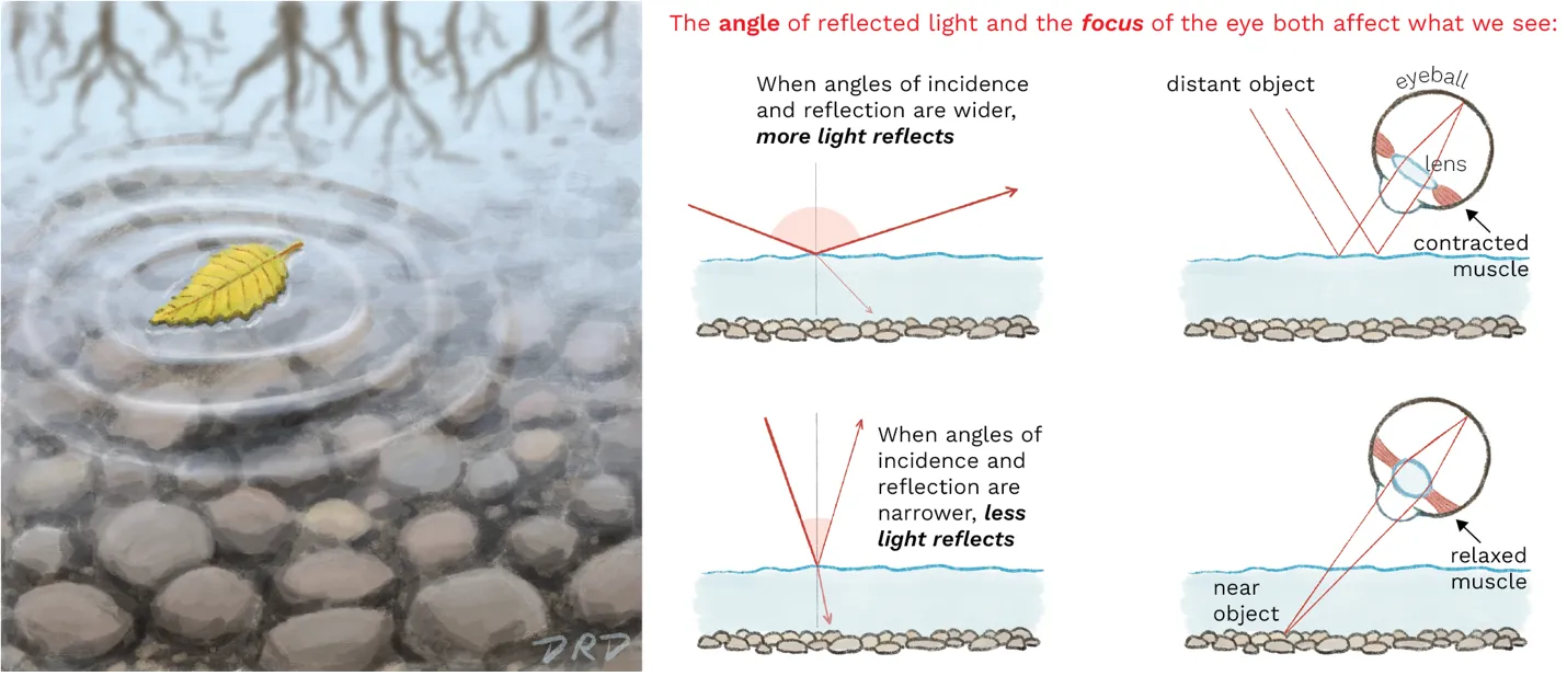 A diagram showing how the angle of reflected light off of a surface and focus of the eye affect how vision works.