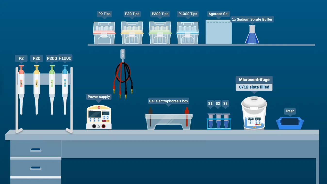 A screenshot of an interactive virtual laboratory simulation for gel electrophoresis. Various pieces of lab equipment, such as micropipettes, agarose gel, and a microcentrifuge are seen on the bench.