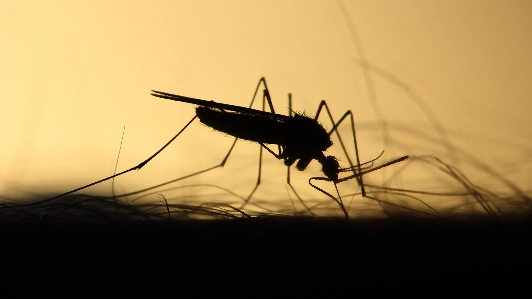 The silhouette of a mosquito biting into a human arm.