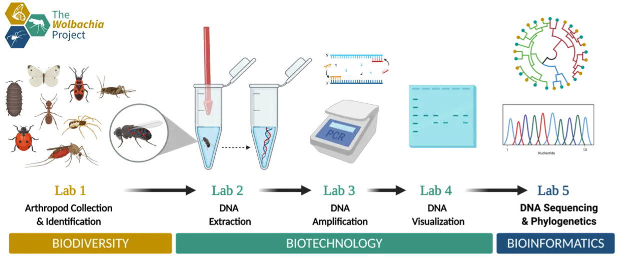 A diagram showing the steps of the Wolbachia Project's core labs. Lab 1 consists of "Arthropod Collection & Identification" and is represented here by a collection of illustrated arthropods, including a ladybug, spider, mosquito, cricket, pillbug, ant, and a fly. Lab 2, "DNA Extraction" shows a fly being put into a pipette, followed by it DNA being extracted in the pipette. Lab 3, "DNA Amplification," shows a PCR machine, used to amplify DNA sequences. Lab 4, "DNA Visualization," shows a table with a number of sequences highlighted. Lab 5, "DNA Sequencing & Phylogenics," is the final lab. There is a chart showing data as well as a phylogenic tree.