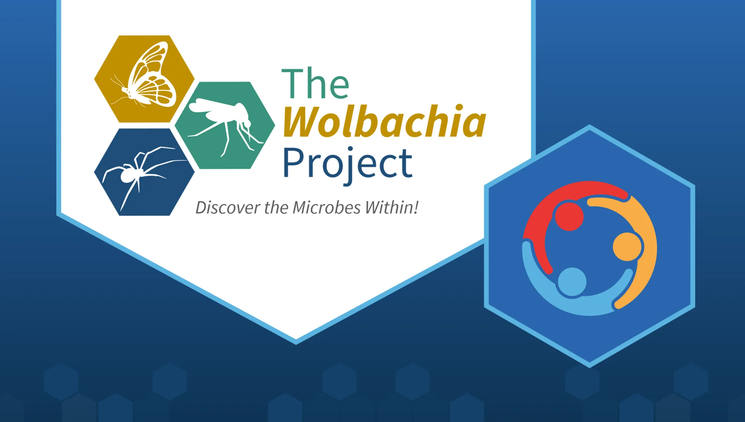 In a white pentagon toward the upper right of the image is the Wolbachia Project's logo, consisting of the text "The Wolbachia Project" with a subtitle of "Discover the Microbes Within!" To the left of the text are three smaller hexagons, each a different color and showing a silhouette of a different arthropod (a butterfly, a mosquito, and a spider). In the bottom right of the image is the LabXchange collaborator logo, consisting of a top-down view of three people embracing in a circle.