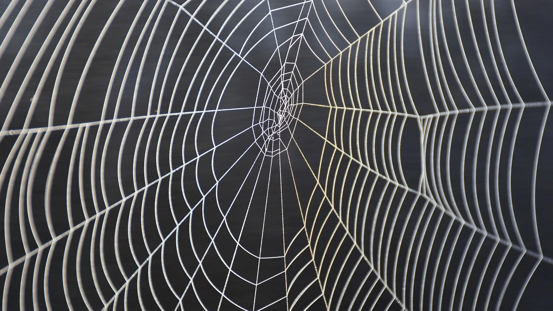 A spider web reflecting sunlight. 