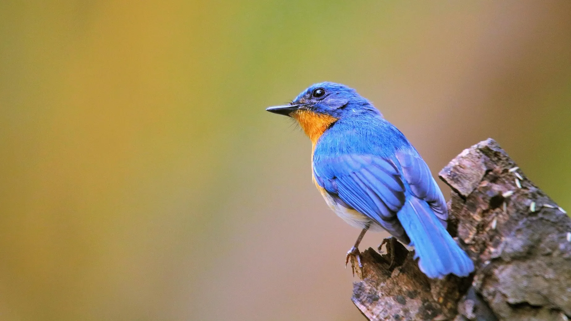 a bluebird sitting on branch