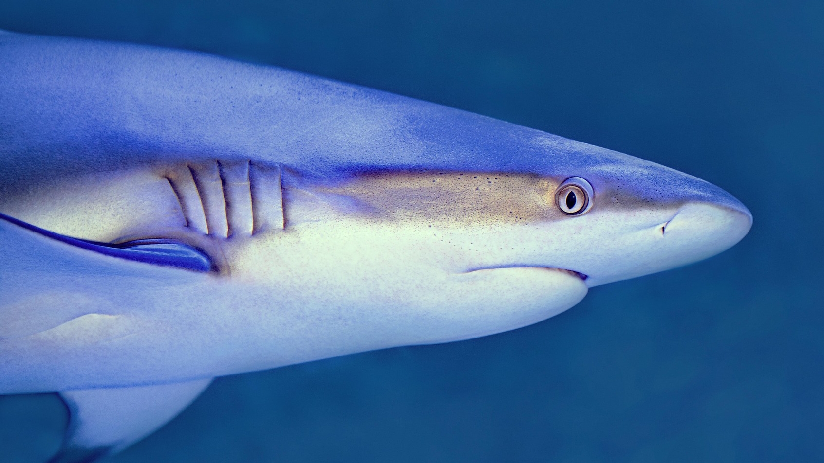 A close-up image of a shark, showing its head, gills, and dorsal fins.