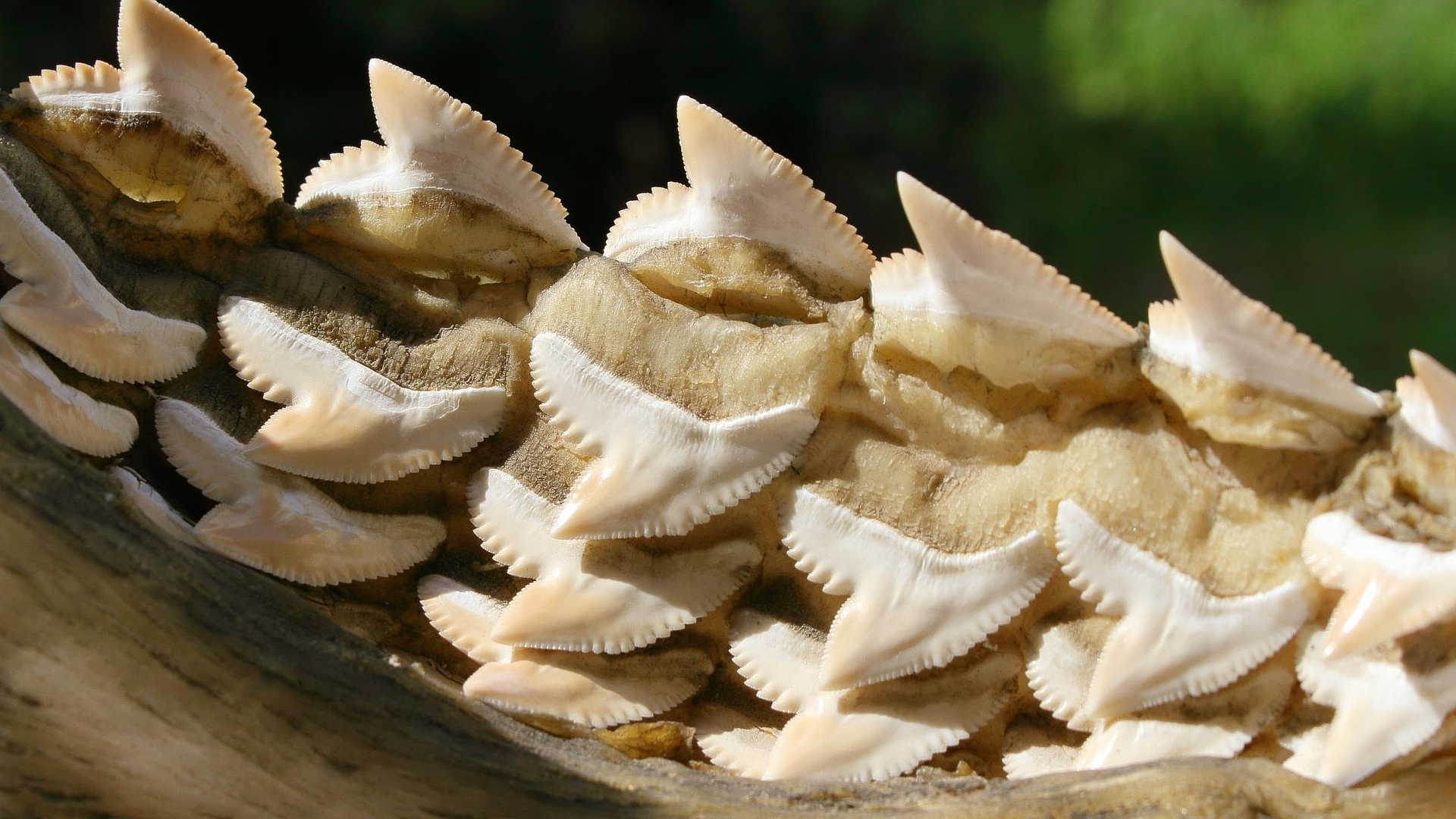 Rows of shark teeth on a shark's mouth, showing that there are several rows of teeth laying in reserve in case a tooth breaks or fall out.