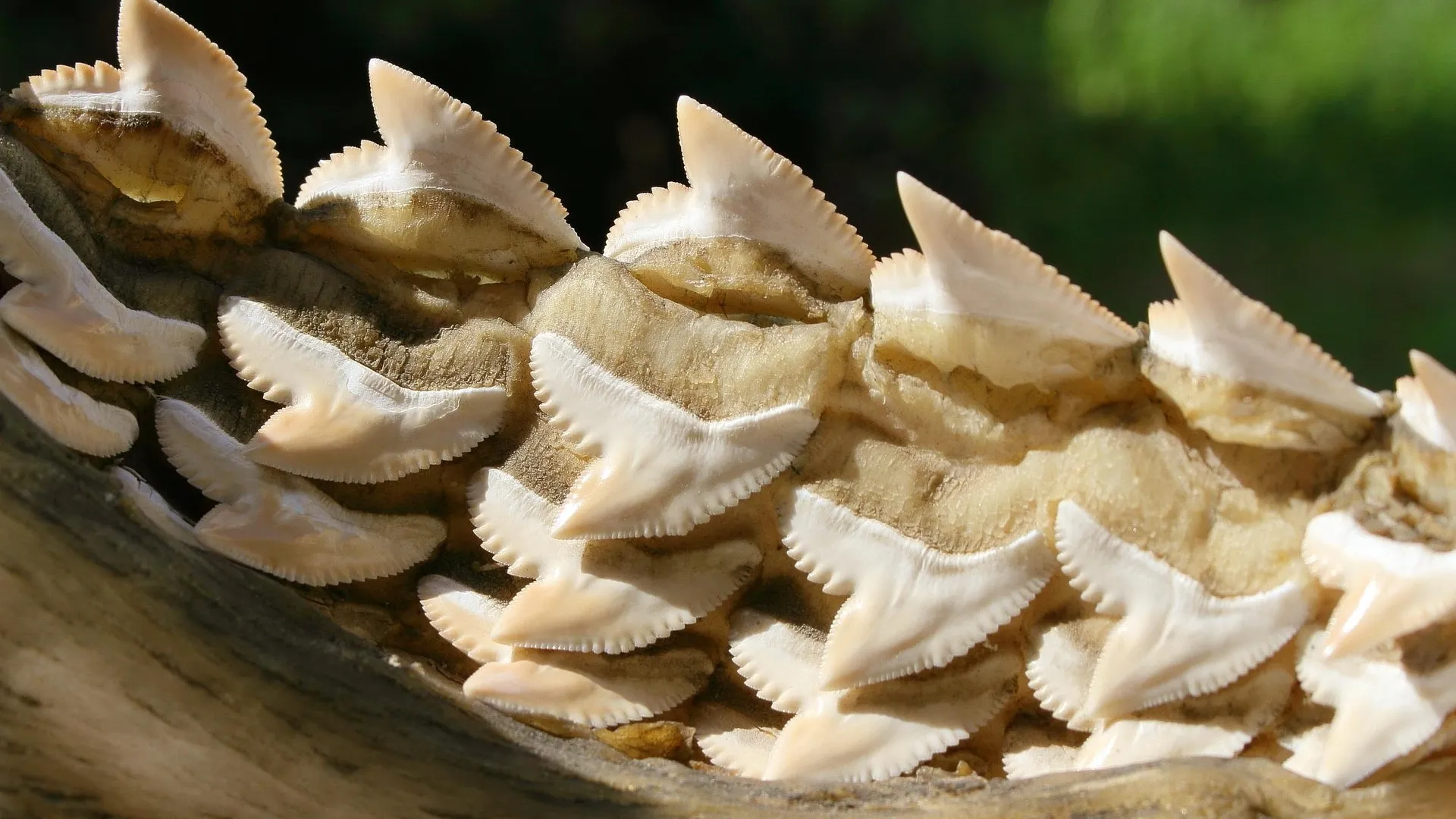Rows of shark teeth on a shark's mouth, showing that there are several rows of teeth laying in reserve in case a tooth breaks or fall out.