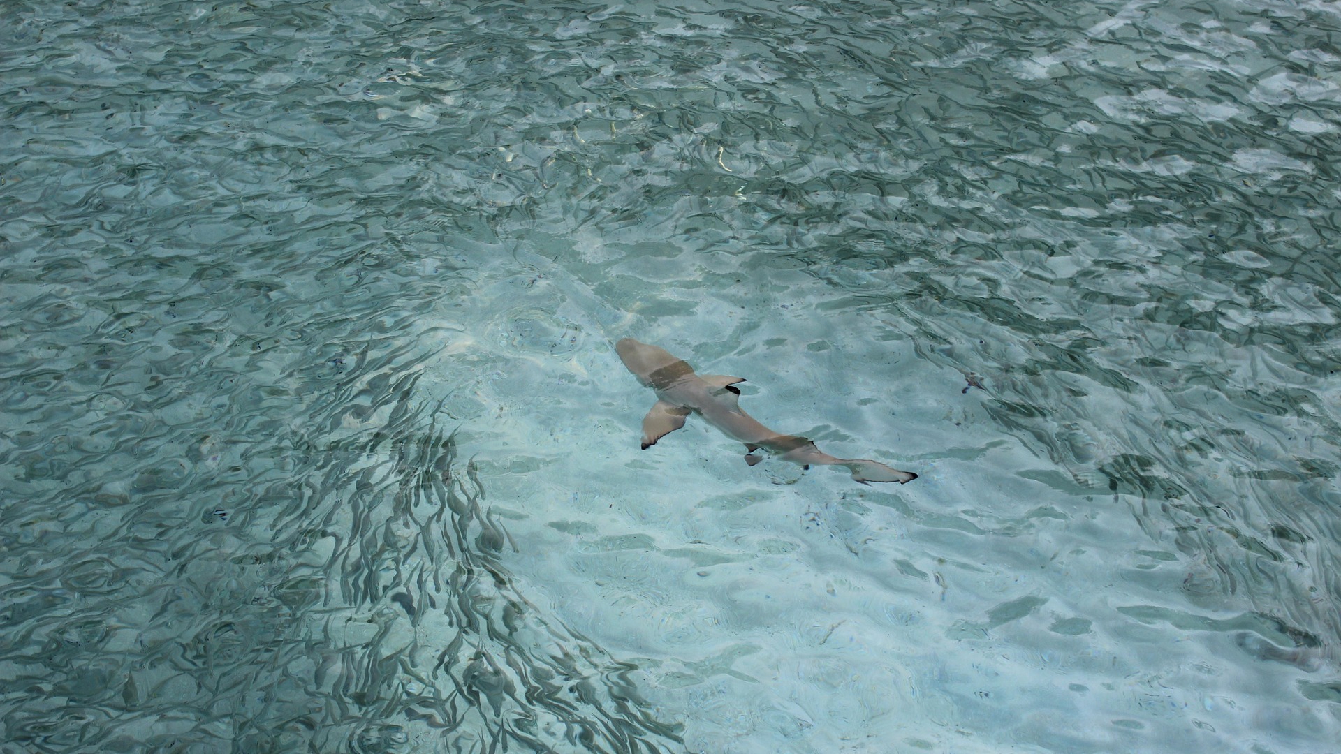 A shark swims through a large school of fish, which are actively moving out of the shark's path, showing caution around the shark.