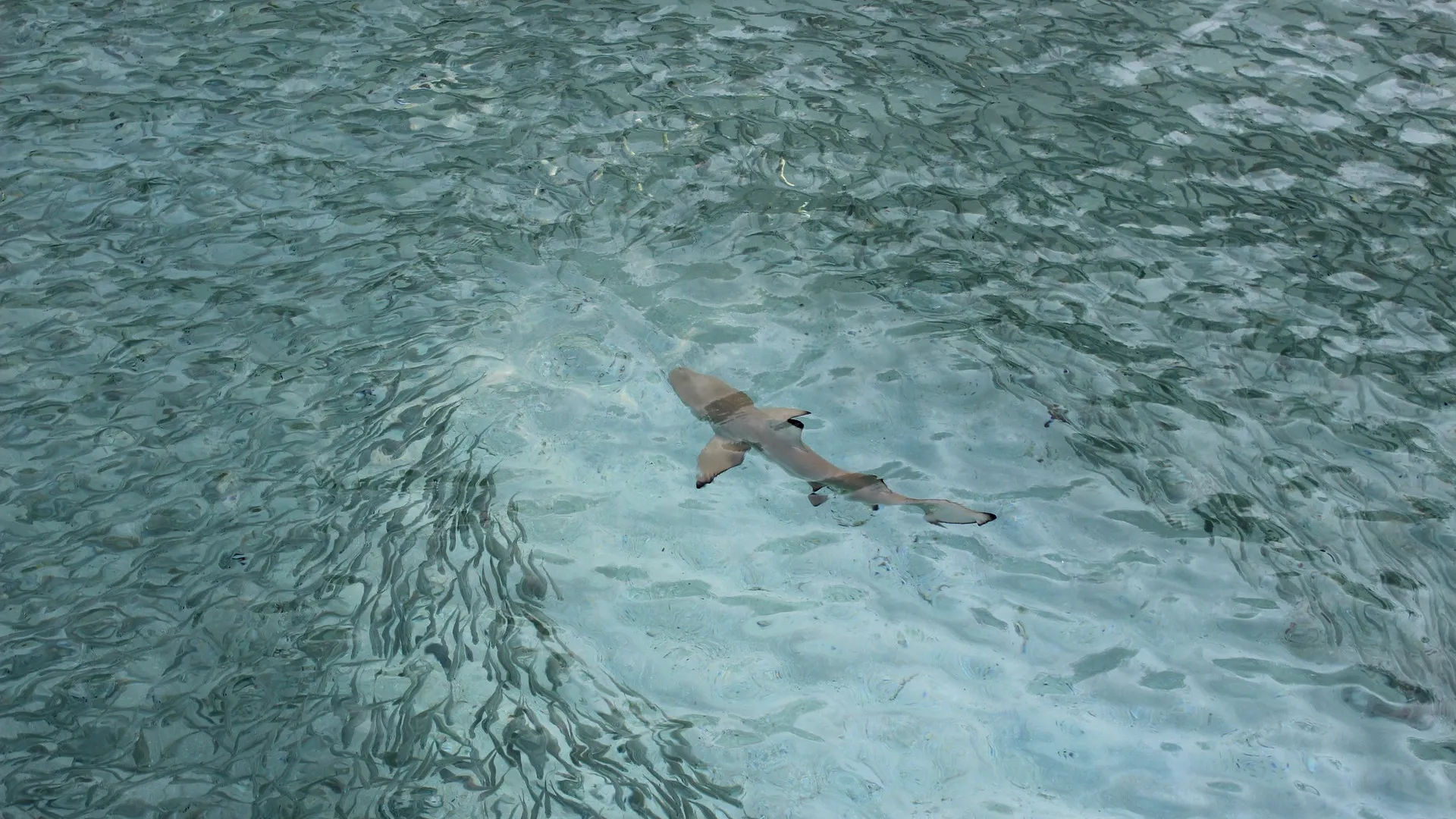 A shark swims through a large school of fish, which are actively moving out of the shark's path, showing caution around the shark.