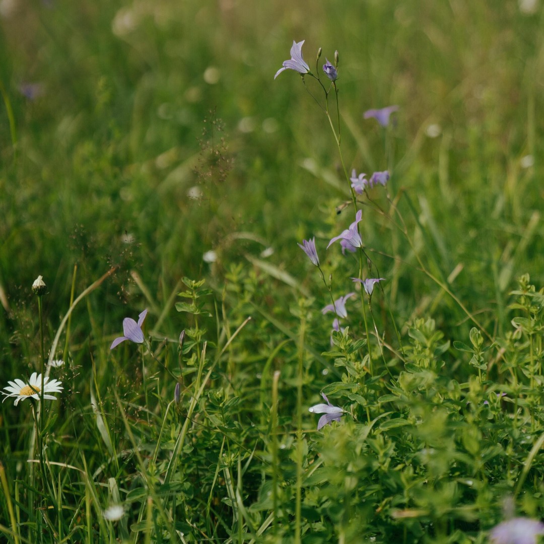 mindfulness nature walk experience