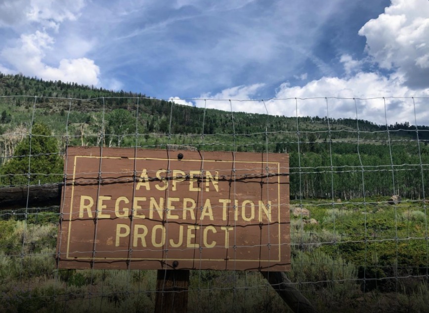 New project: Aspen regeneration and growth in Oregon, US