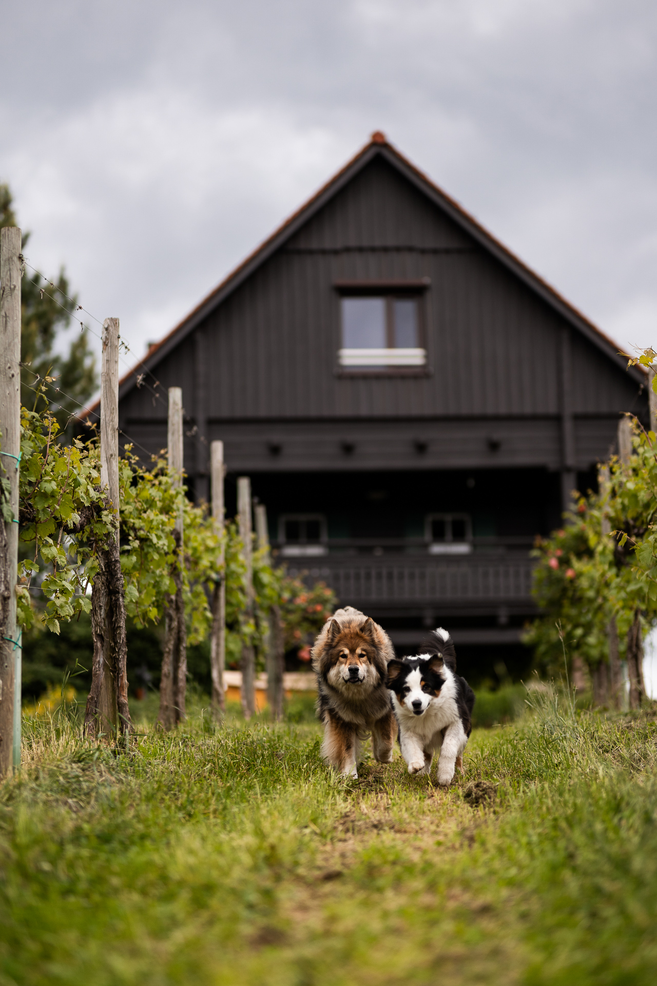Zwei Hunde rennen auf einem grasbewachsenen Weg zwischen Reben vor einem dunklen Holzhaus unter bewölktem Himmel.