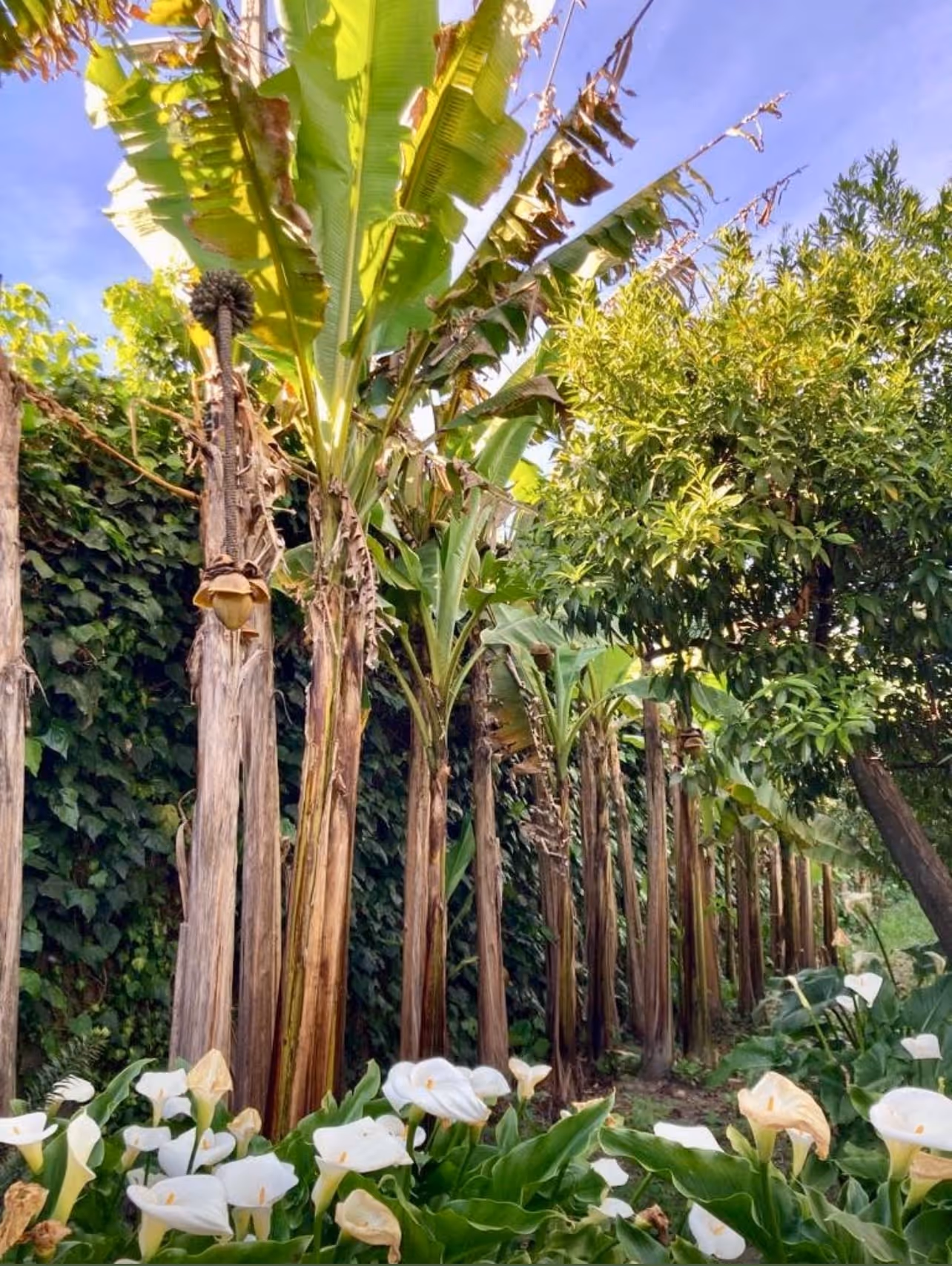 Bananeiras e lírios brancos num recanto tropical do jardim da Casa da Seara