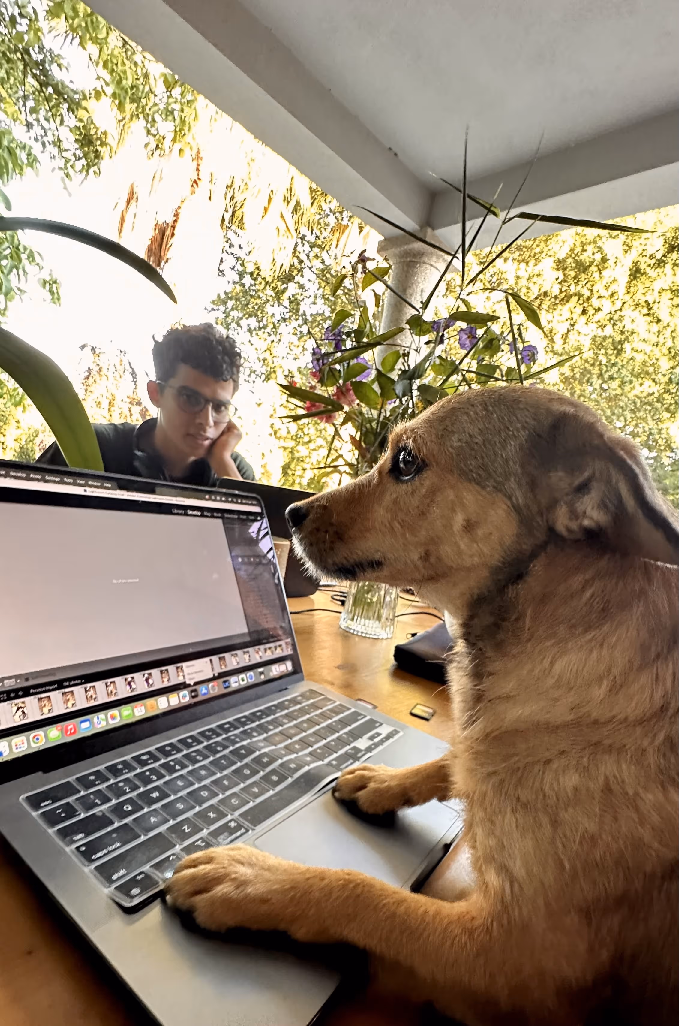 Cão com as patas no teclado do portátil enquanto observa o ecrã no terraço da Casa da Seara