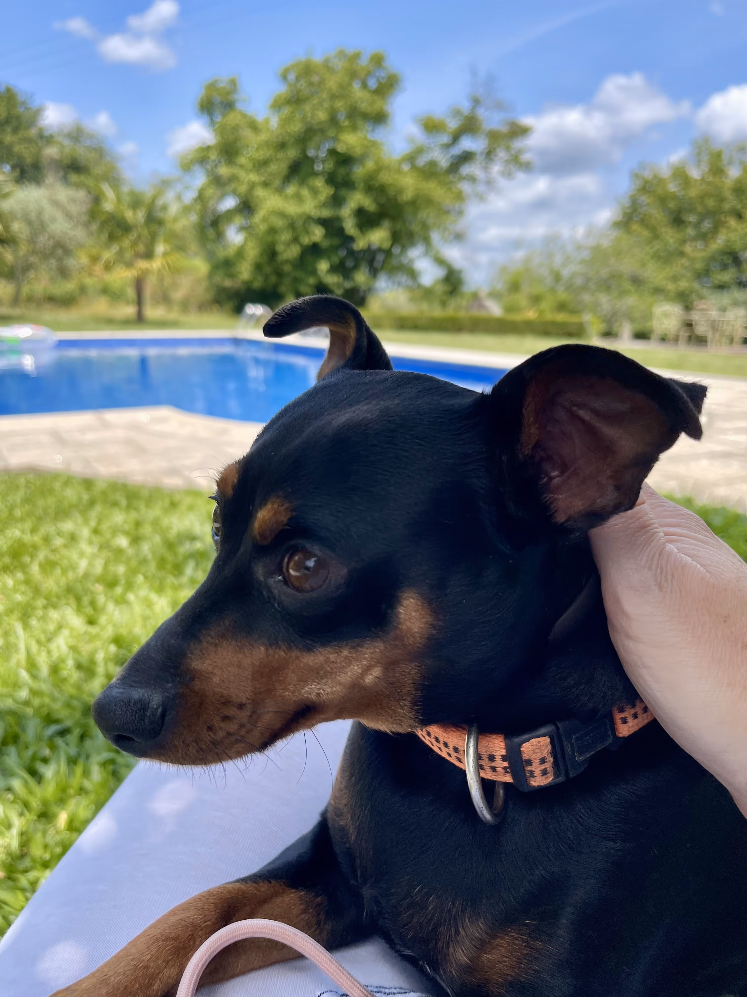 Cão pequeno de colar laranja junto à piscina da Casa da Seara