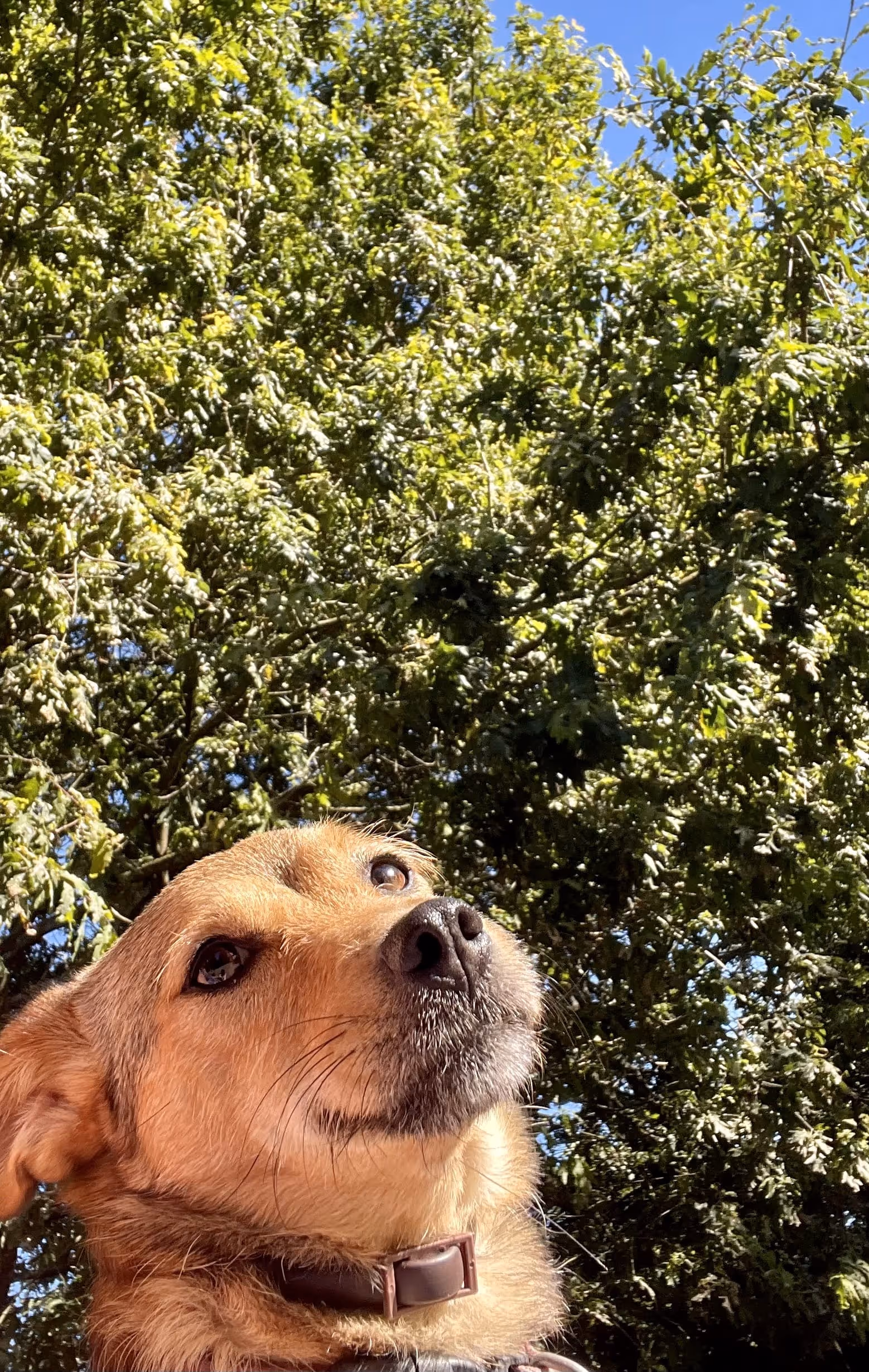 Cão castanho com olhar atento no jardim verde da Casa da Seara