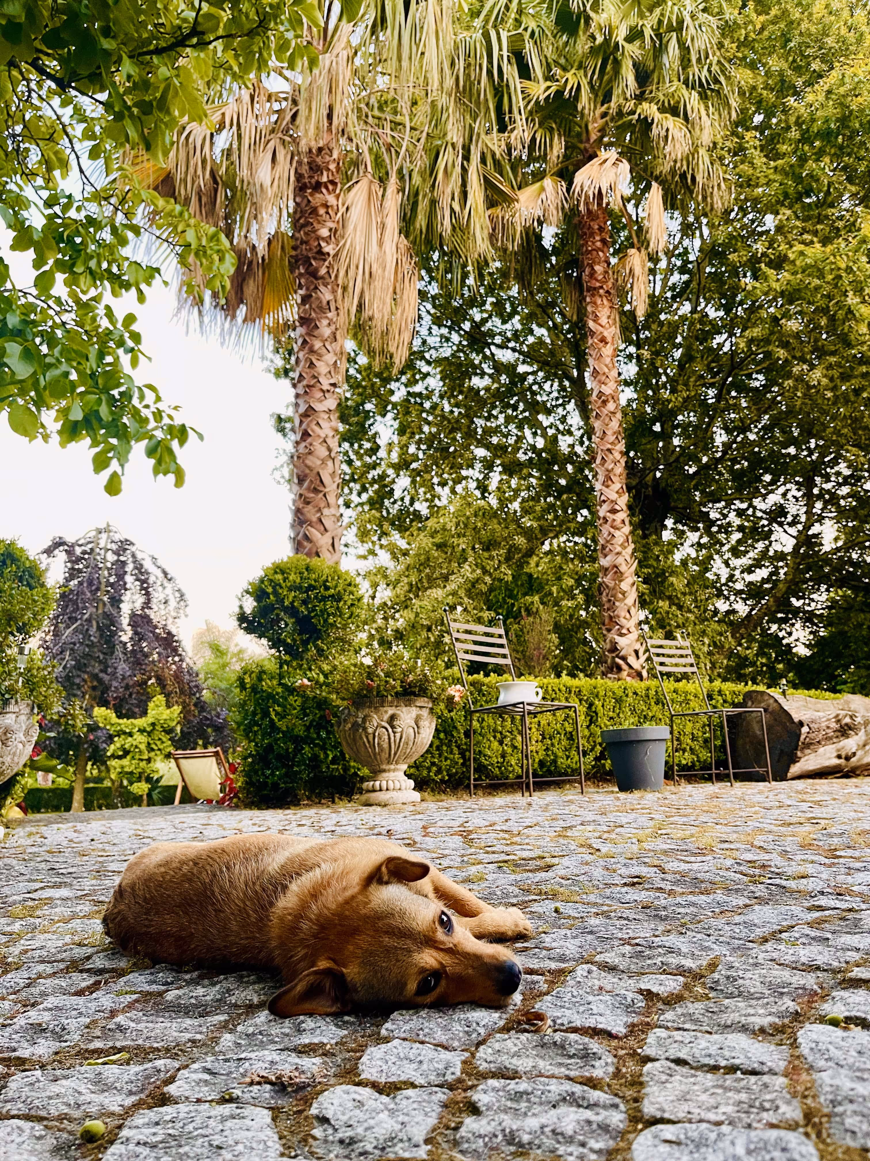 Cão deitado na calçada à sombra das palmeiras no jardim da Casa da Seara