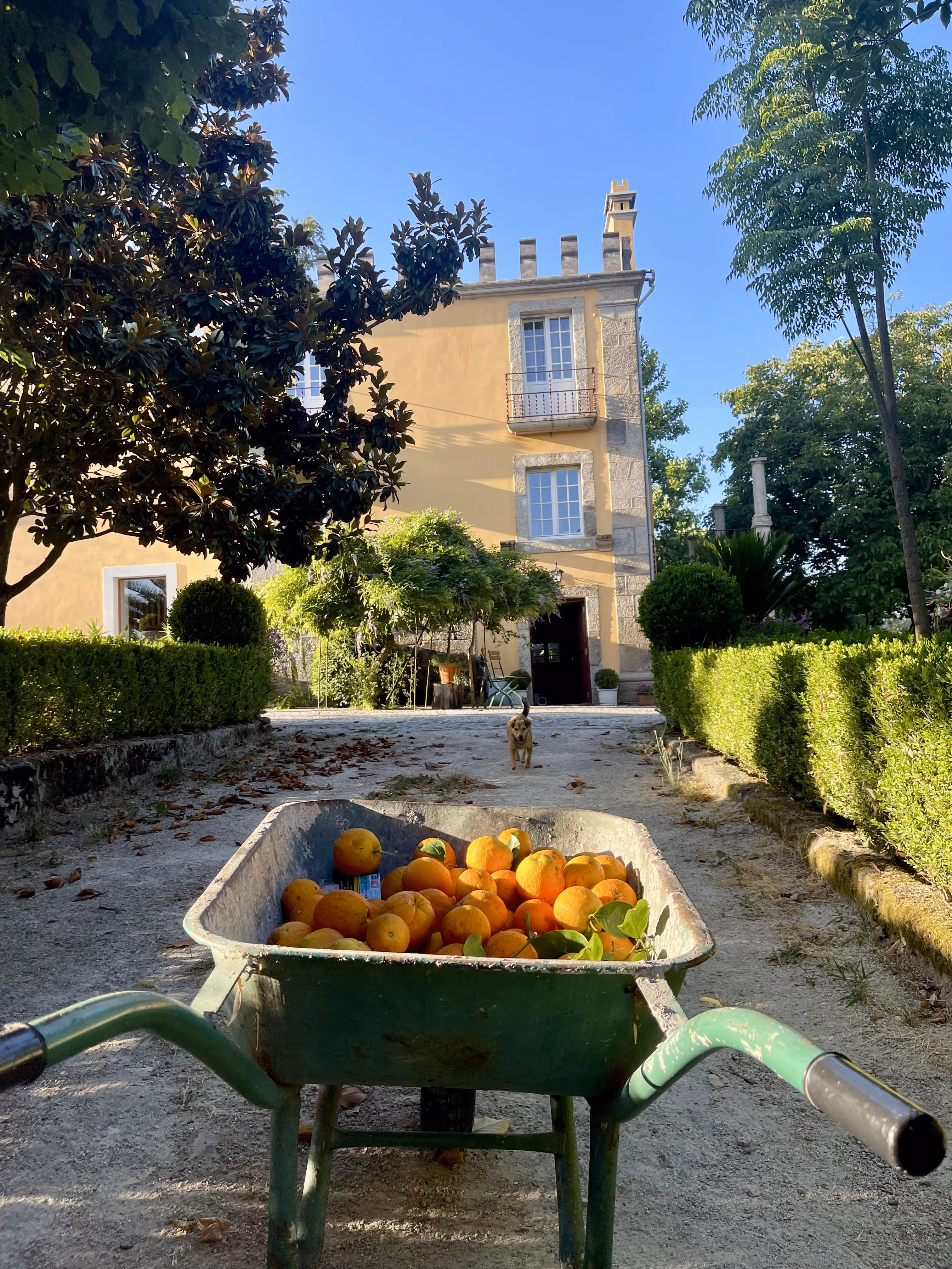 Carrinho de mão com laranjas frescas colhidas no caminho de entrada da Casa da Seara