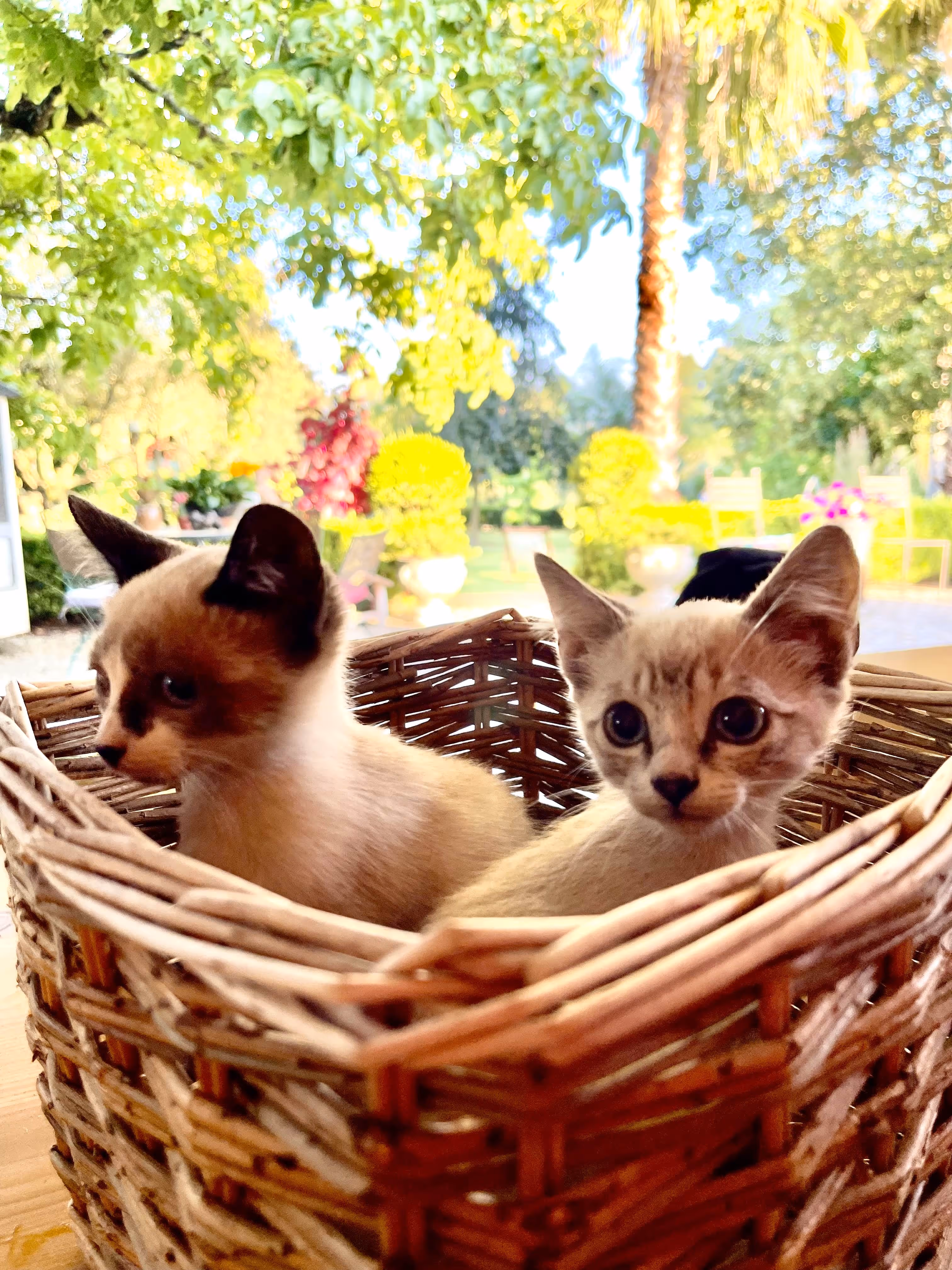 Dois gatinhos numa cesta de verga com fundo de jardim verde na Casa da Seara