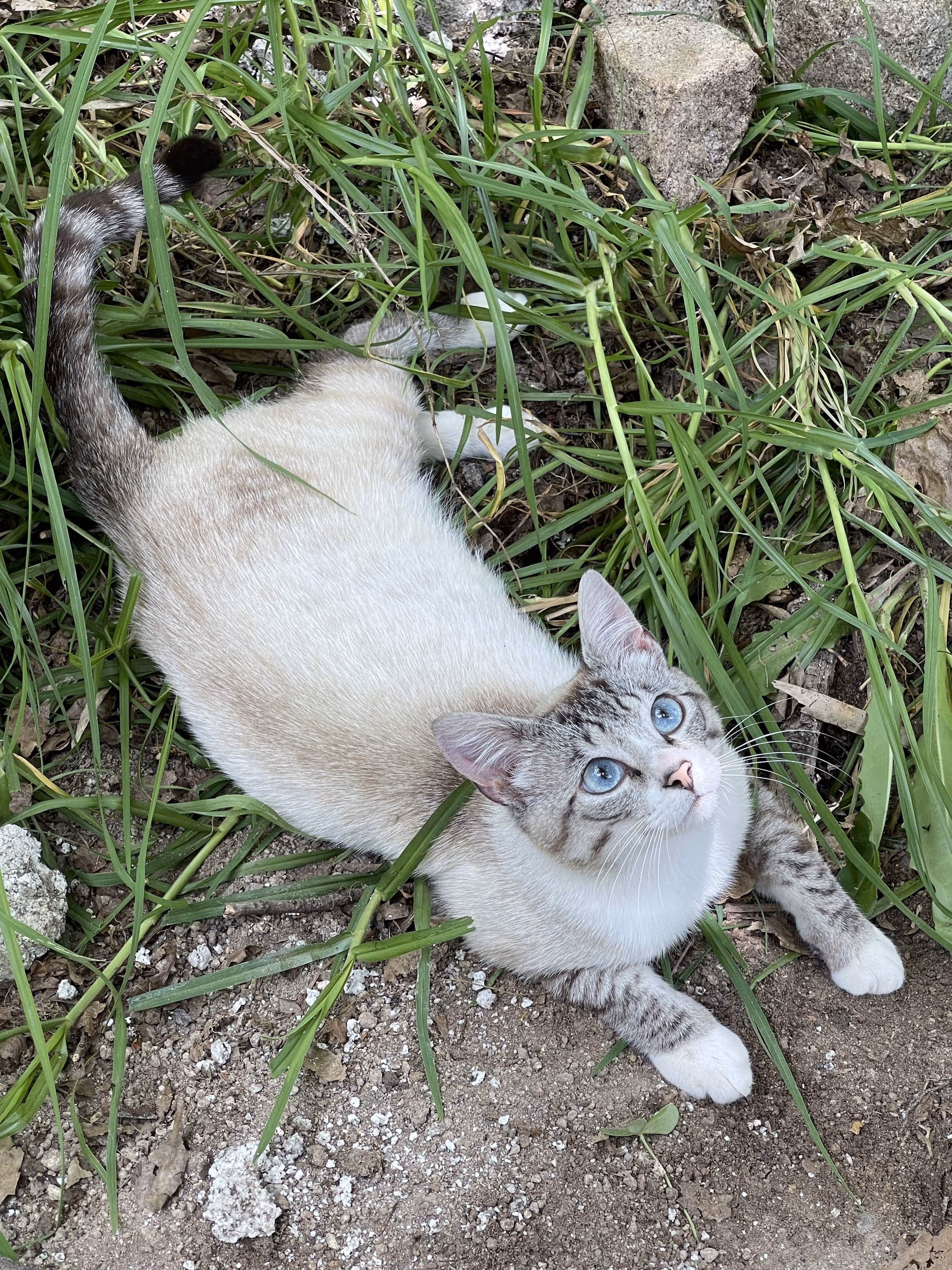 Gato com olhos azuis deitado no jardim da Casa da Seara