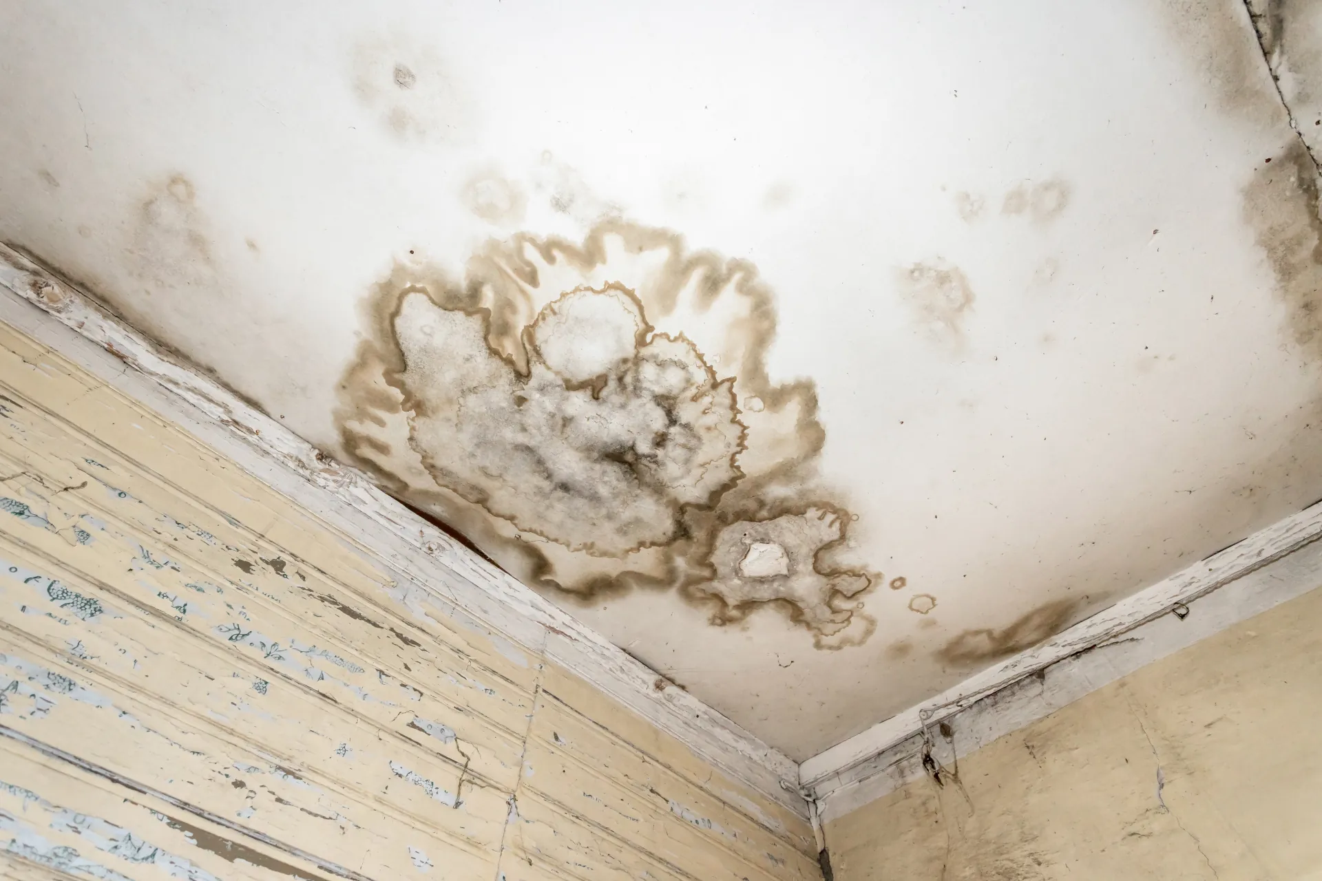 What Does Mildew Look Like? And When It’s Actually Mold