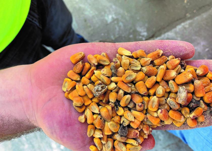 Close-up of mold-contaminated corn kernels in a person’s hand, showing visible fungal growth and spoilage associated with potential mycotoxin contamination.