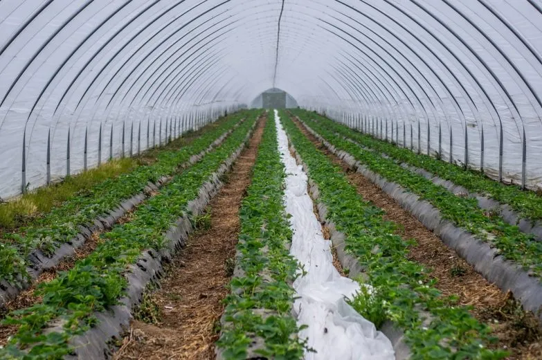 6 Green Farming Practices Shaping Up the Future of the Agriculture Sector
