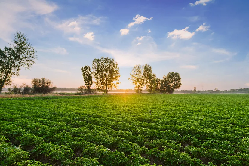 7 Regenerative Agriculture Practices Growers Must Adopt for Sustainability
