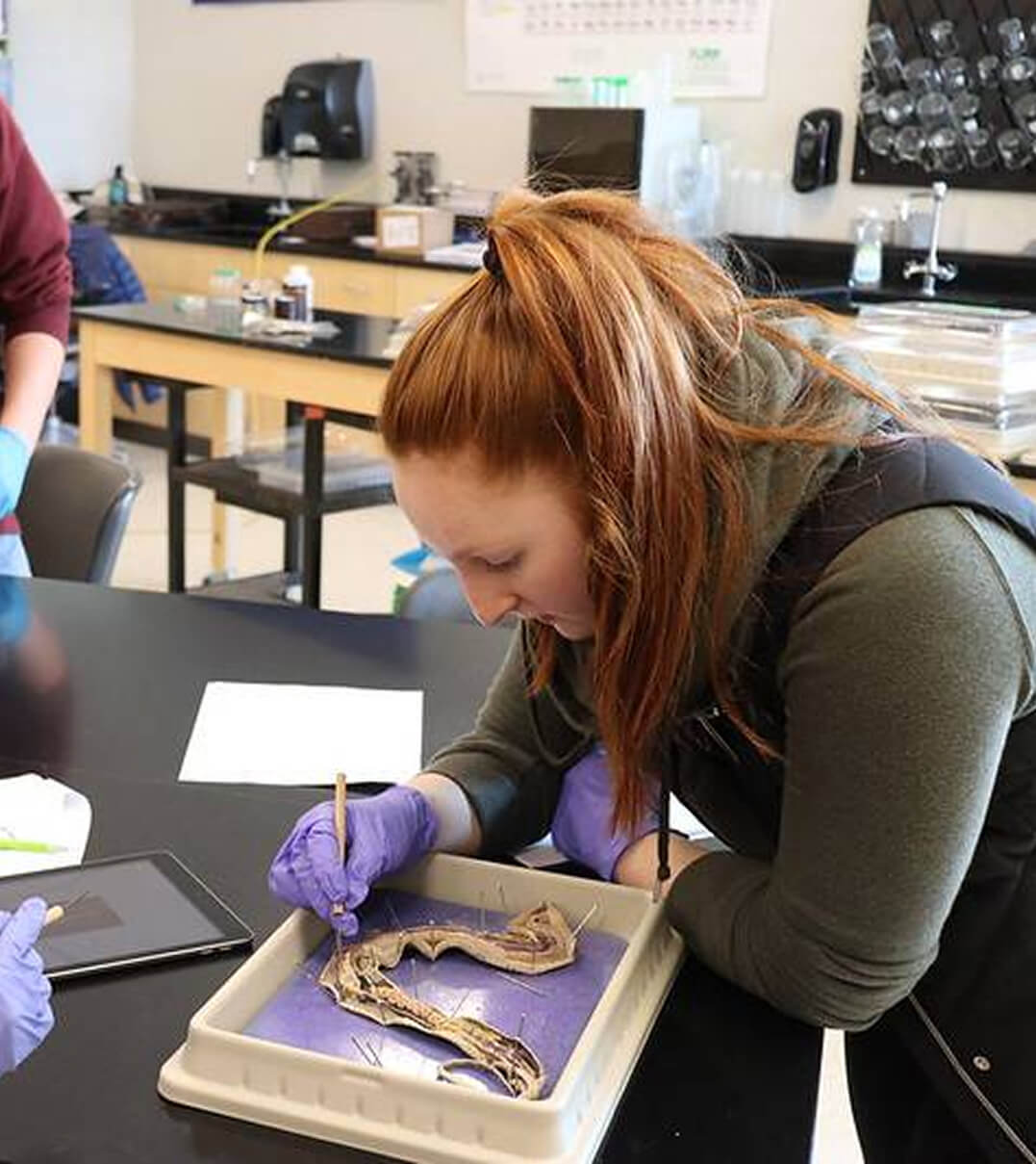A Thornton Academy student dissecting a snake in a biology class.