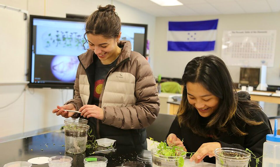 Two Thornton Academy students working on a biology project growing plants in cups of water.