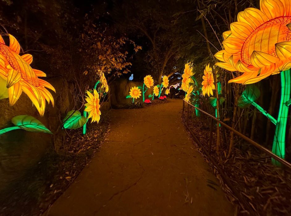 Illuminated sunflower installation along a path at Oakland Zoo Glowfari