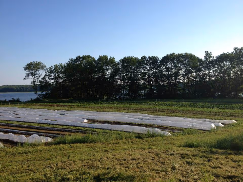 Farm ID 11