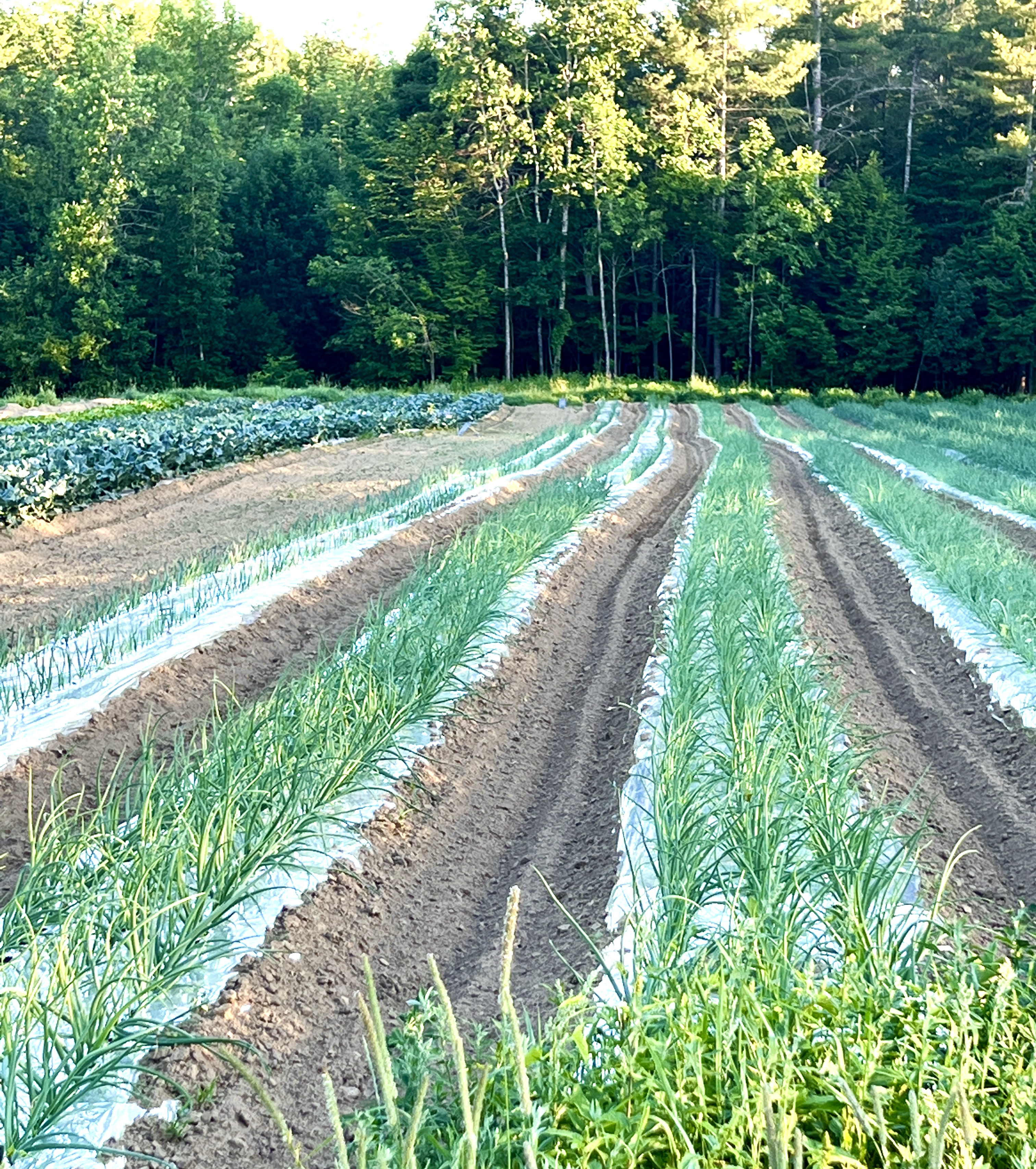 Farm ID 3819, 8 acres, Pittston