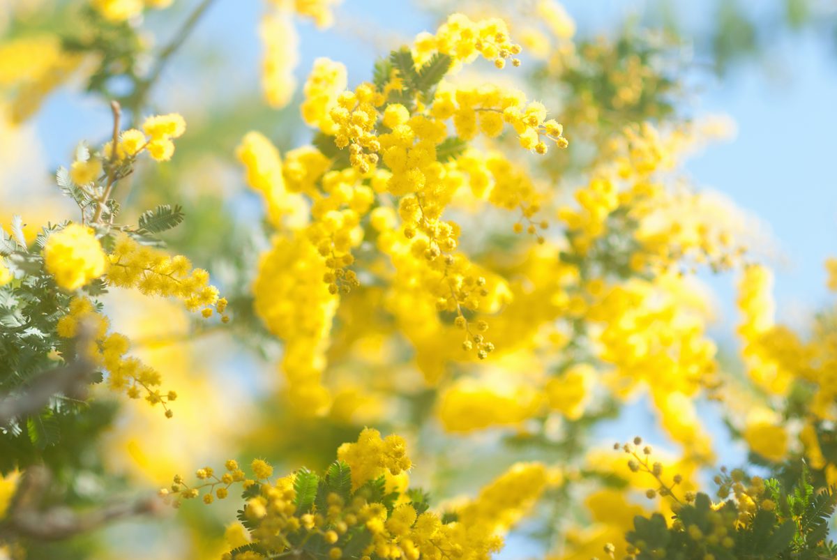 Branches de mimosa en pleine floraison sous un ciel bleu d'hiver.