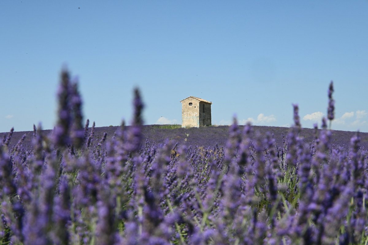 Champ de lavande en fleurs devant un petit cabanon en pierre sous un ciel bleu, paysage typique d'un séjour en chambre d'hôtes en Provence.