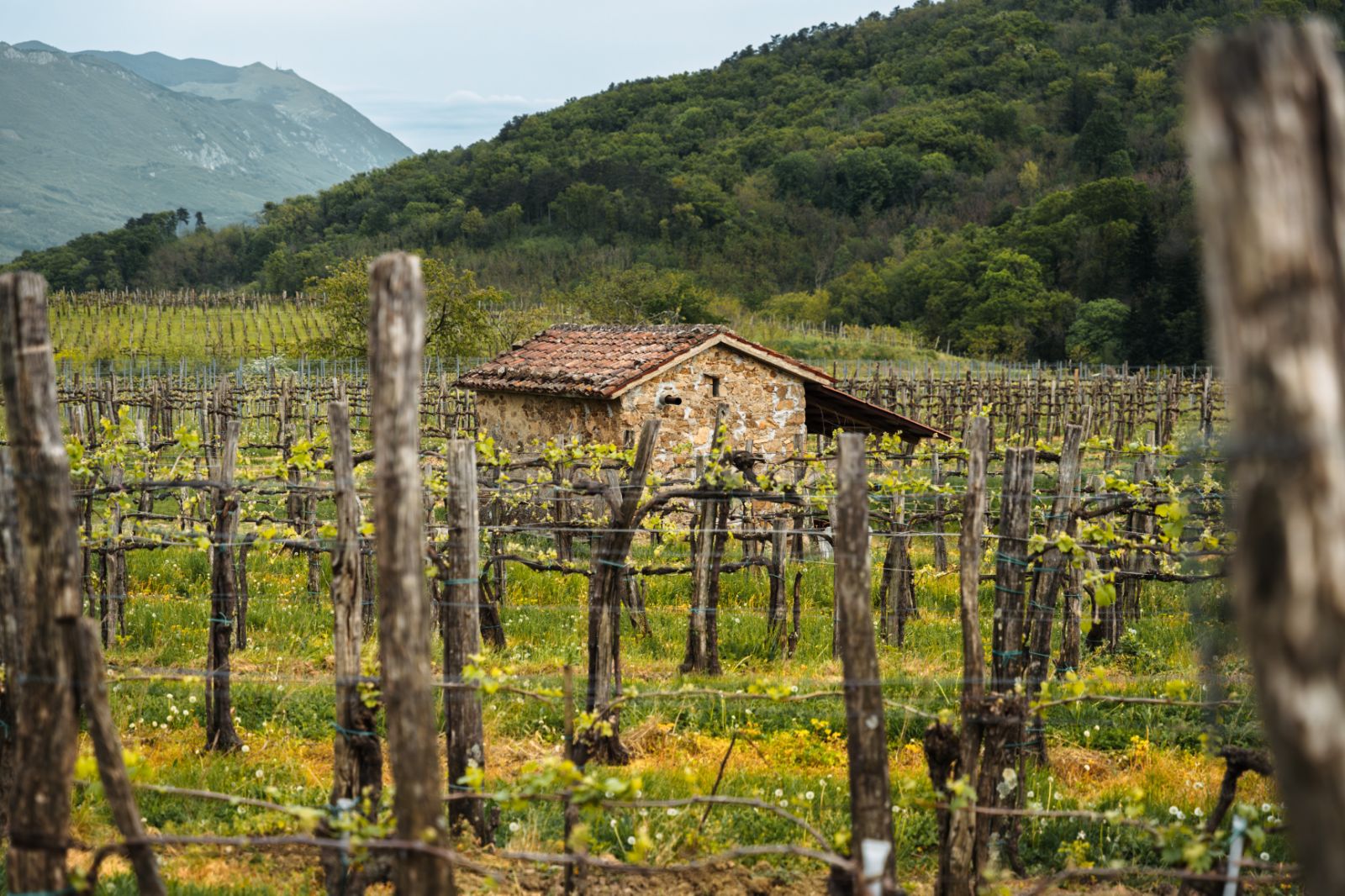 A traditional stone hut in a vineyard surrounded by green hills