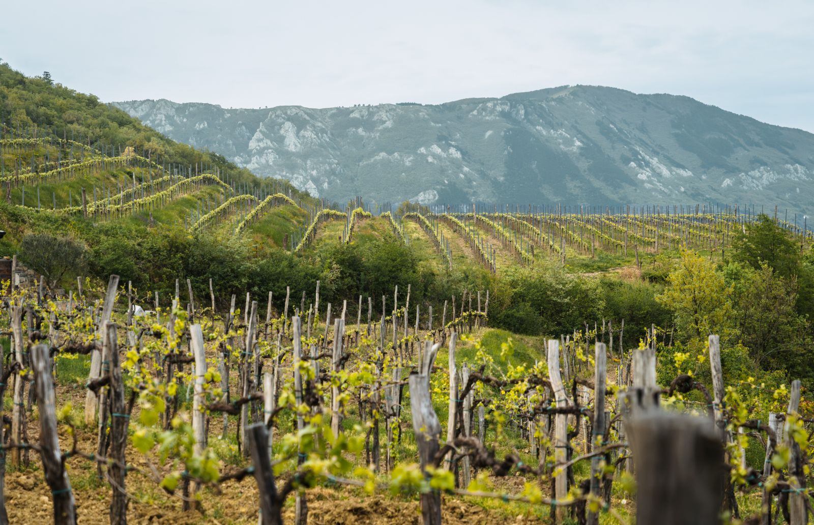 A scenic view of a vineyard on a sloping hillside with rocky mountains in the background under an overcast sky.