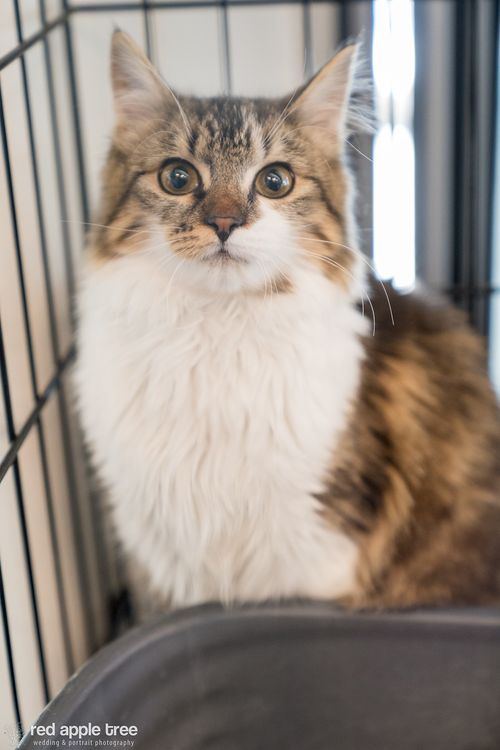 Yoga Story - Yogi Webflow Template