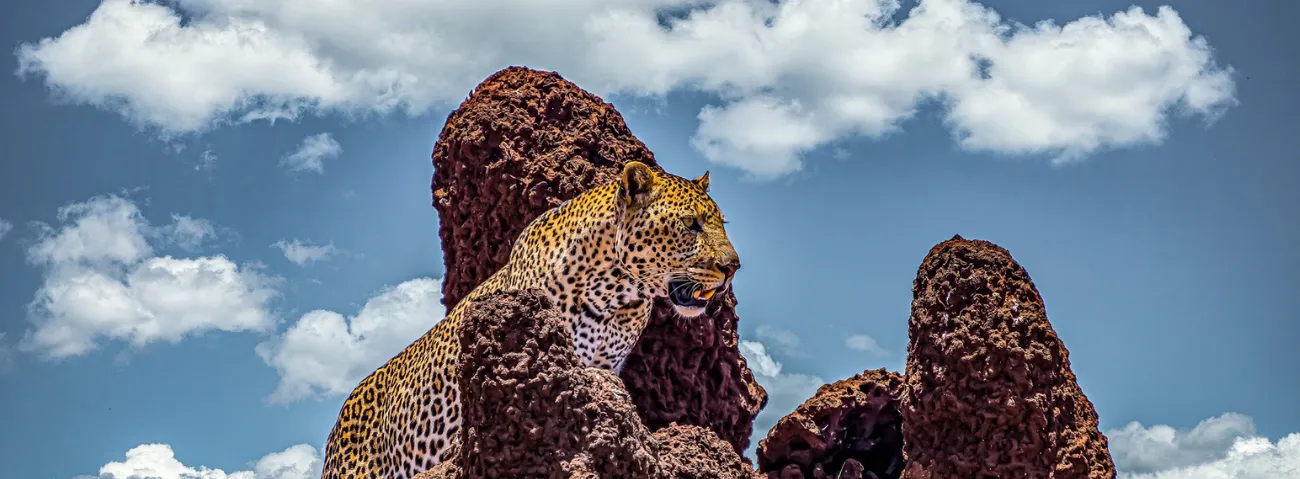 Leopard Power Online Marketing